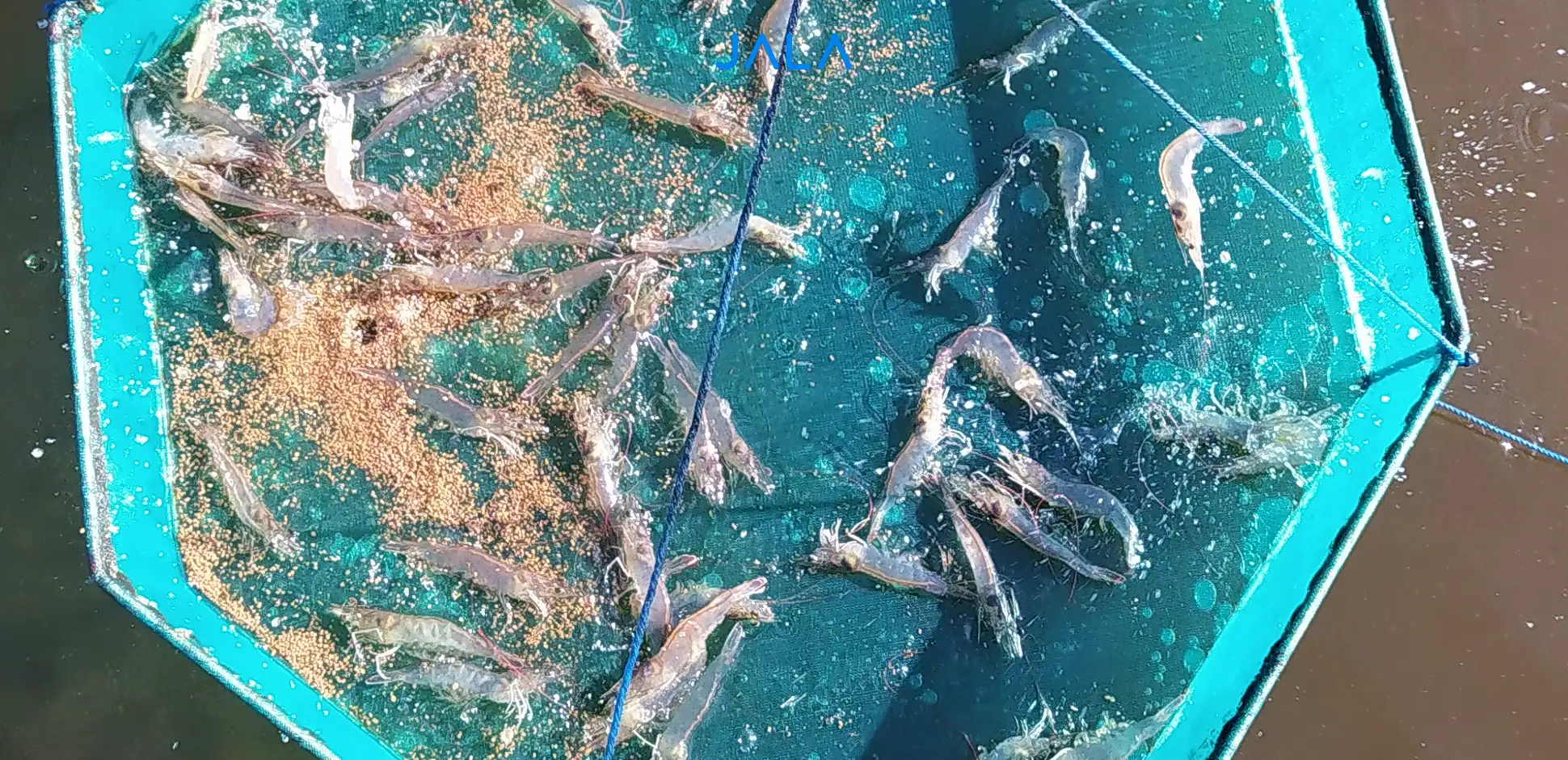 Five Ways to Speed Up Molting in Vannamei Shrimp