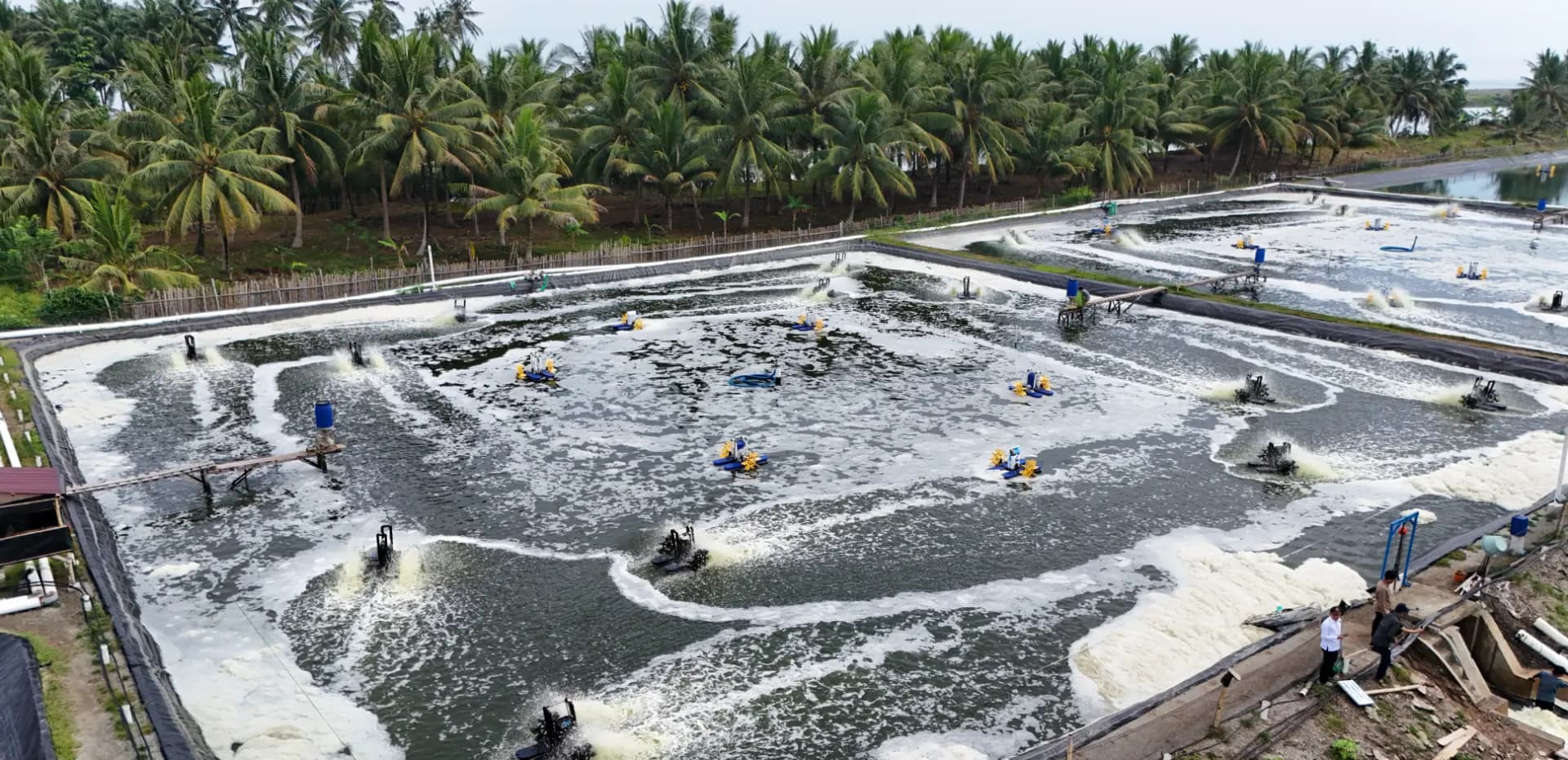 Cover - Shrimp Farm.webp