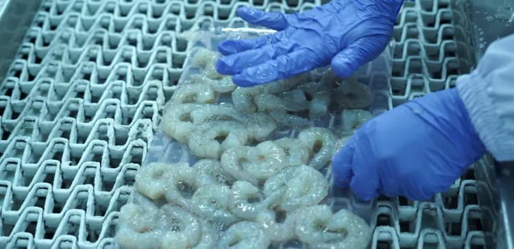 Myth or Fact: Does Shrimp Cause High Cholesterol?