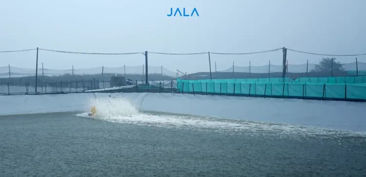 The Importance of Waring Fences in Shrimp Farms