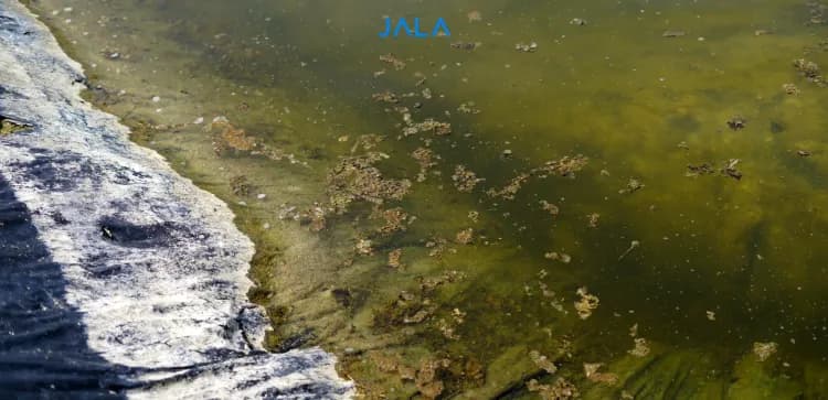 Quorum Sensing: The Reason Vibrio Poses a Danger to Shrimp