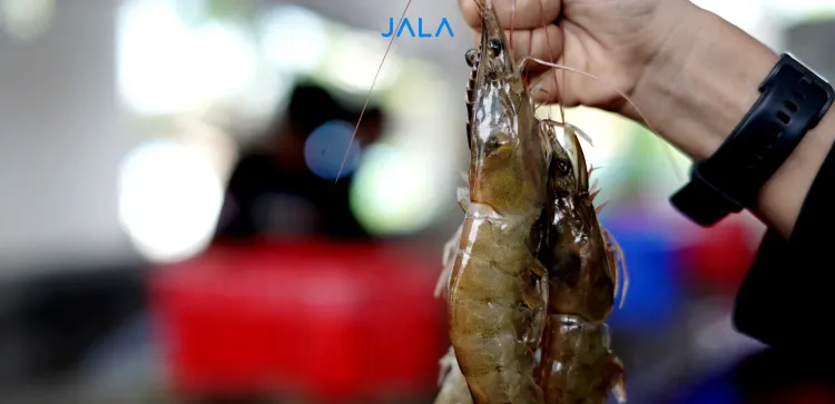 Shrimp Farmers Anticipation in the Face of Trump Tariff News