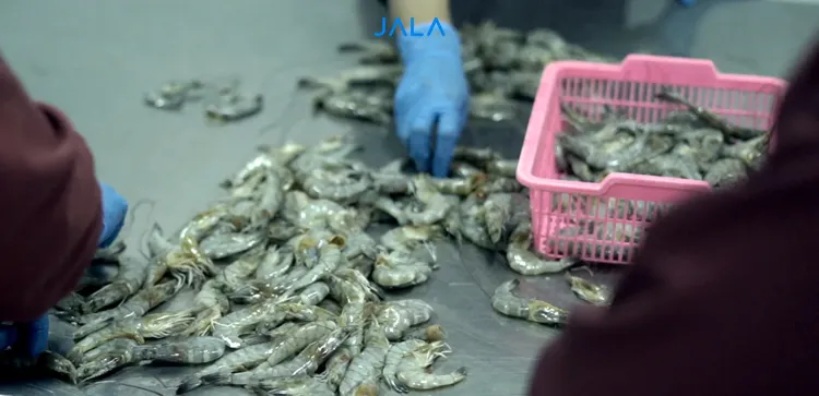 Indonesia Shrimp Exports Reopen: A Positive Outlook for 2026 Aquaculture