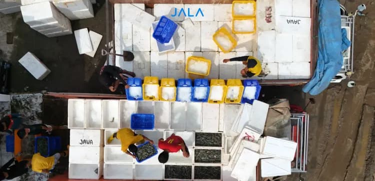 Cover - Udang Indonesia.webp