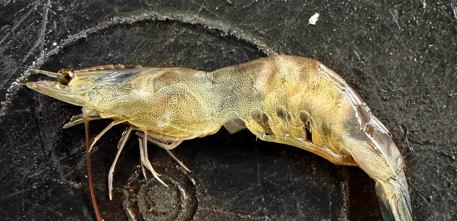 Cover - Penyakit Udang WMS.webp