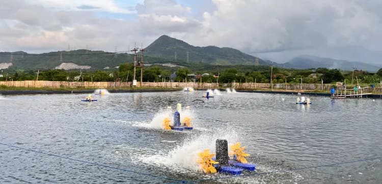 Understanding Carrying Capacity and Its Impact on Shrimp Cultivation