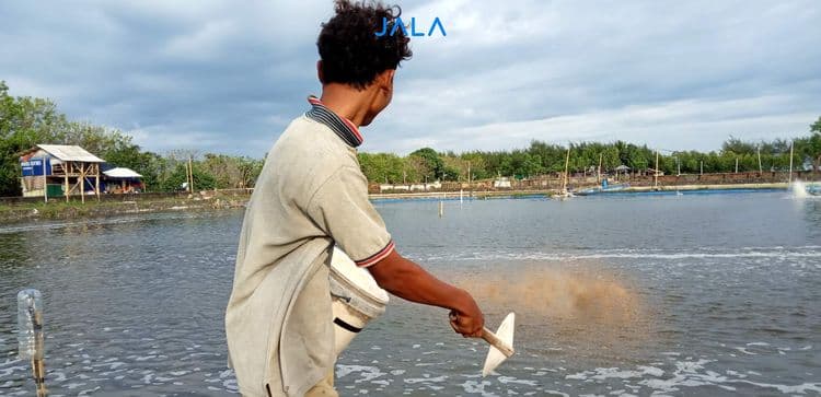 Smart Strategies for Shrimp Farmers to Cope with Rising Feed Costs