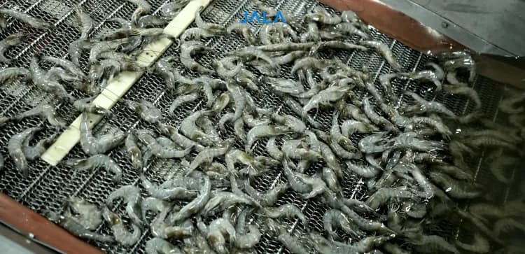 Indonesia’s Ranking in the Global Shrimp Export Competition Map